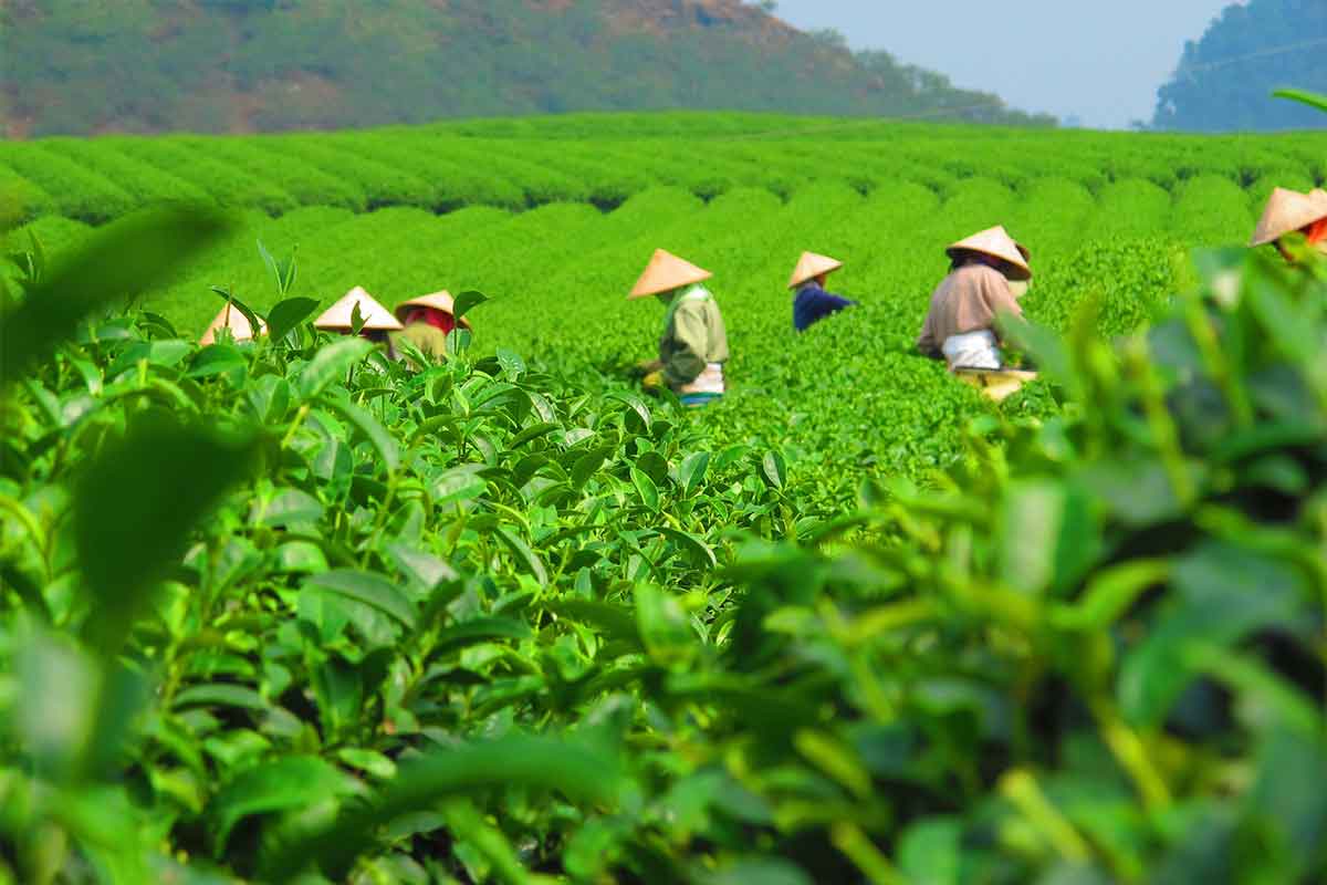 chinese tea wholesale